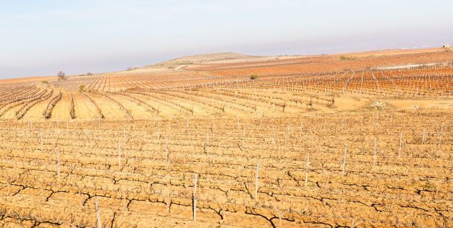 La vigne (Campos de Carinena, Aragon) en culture intensive, comme les céréales ou l'olivier, stérilise les sols. Photo Diego Delso, Lic CC By SA 4 0, Wiki Commons.