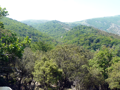 La réserve naturelle de la Massane couvre 336 ha : une hêtraie entre 600 et 900 m d'altitude en climat méditerranéen.