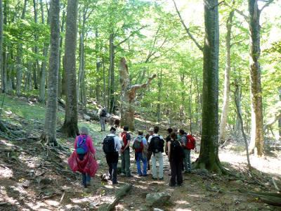 Pour préparer Foresterranée'11, l'association Forêt Méditerranéenne avait organisé réunions thématiques et visites de terrain. Ici, dans la forêt de la Massane.